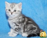 Предлагается британский котенок окраса вискас, Британская Короткошерстная Кошка