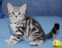 Предлагается британский котенок окраса вискас, Британская Короткошерстная Кошка