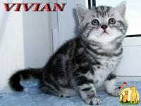 Британские шоколадные котята из питомника VIVIAN., Британская Короткошерстная Кошка