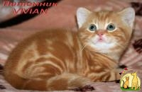 Британские котята красный мрамр из питомника VIVIAN., Британская Короткошерстная Кошка