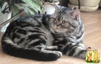 Продаются шотландские вислоухие, прямоухие котята, от нашего кота (фото 1), Скоттиш Фолд