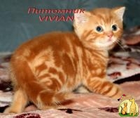 Британские котята красный мрамр из питомника VIVIAN., Британская Короткошерстная Кошка