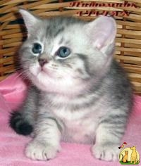 Британские котята вискас  из питомника VIVIAN., Британская Короткошерстная Кошка