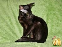 Черный магический ориентальный котенок, Ориентальная короткошерстная