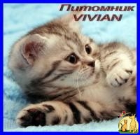 Британские котята вискас  из питомника VIVIAN., Британская Короткошерстная Кошка