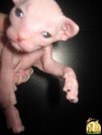 Голорожденные котята донского сфинкса, Донской Сфинкс