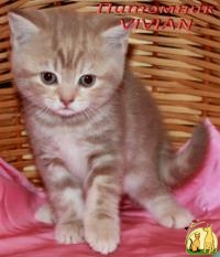 Британские котята мраморные черепашки из питомника VIVIAN., Британская Короткошерстная Кошка