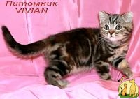 Британские котята мраморные черепашки из питомника VIVIAN., Британская Короткошерстная Кошка