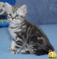 Британские котята окраса голубой мрамор на серебре, Британская Короткошерстная Кошка