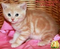 Британские котята красный мрамор из питомника VIVIAN., Британская Короткошерстная Кошка