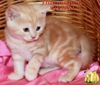 Британские котята красный мрамор из питомника VIVIAN., Британская Короткошерстная Кошка