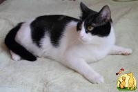 Дамский угодник - любимчик кот Черныш, Норвежская Лесная Кошка