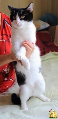 Дамский угодник - любимчик кот Черныш, Норвежская Лесная Кошка