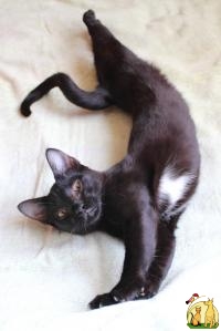 Пантерочка-Бомбейская кошка Джесика, Бомбейская Кошка