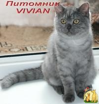 Британские котята дымного окраса из питомника VIVIAN., Бразильская Короткошерстная