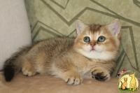 Британские золотые шиншиллы, Британская Короткошерстная Кошка