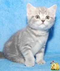 Питомник предлагает британских котят окраса голубой и черный мрамор, Британская Короткошерстная Кошка