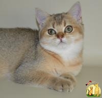 Поларис - золотая кошечка, Британская Короткошерстная Кошка