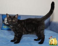 Питомник предлагает британского котенка окраса черный дым, Британская Короткошерстная Кошка
