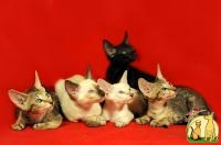 Продам сиамских и ориентальных котят с родословной., Ориентальная короткошерстная
