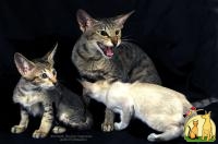 Продам сиамских и ориентальных котят с родословной., Ориентальная короткошерстная