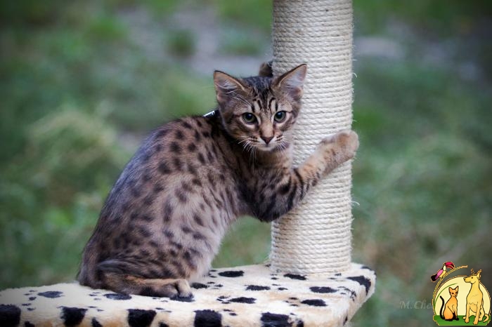 Ocicat –Оцикет – домашний леопард в миниатюре, с добрым сердцем., Оцикат