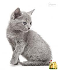 Русские голубые котята, Русская Голубая Кошка