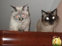 Продам отличных котят порода Балинезийская, Балинезийская Кошка