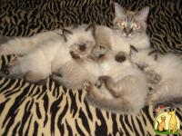 Продам отличных котят порода Балинезийская, Балинезийская Кошка