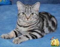 Киевский питомник Marble Design *UA предлагает британских котят окраса вискас, Британская Короткошерстная Кошка
