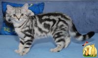 Киевский питомник Marble Design *UA предлагает британских котят окраса вискас, Британская Короткошерстная Кошка