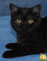 Питомник предлагает британского котенка окраса черный дым, Британская Короткошерстная Кошка