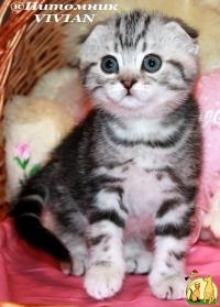 Шотландские вислоухие котята из питомника VIVIAN., Британская Короткошерстная Кошка