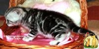 Шотландские вислоухие котята из питомника VIVIAN., Британская Короткошерстная Кошка