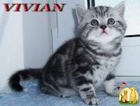 Британские мраморные котята из питомника VIVIAN., Британская Короткошерстная Кошка