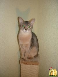 Вязка абиссинской кошки., Абиссинская Кошка