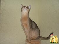 Вязка абиссинской кошки., Абиссинская Кошка