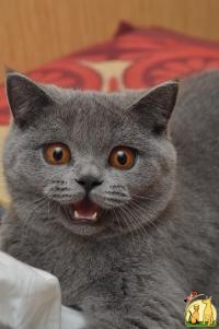 Британский голубой короткошерстный котенок, Британская Короткошерстная Кошка