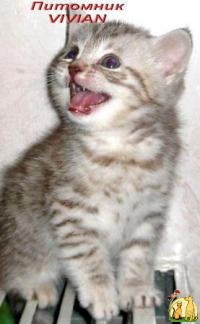Британские котята вискас из питомника VIVIAN., Британская Короткошерстная Кошка