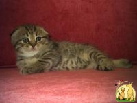 Шикарные британские короткошерстные котята, Бурмилла Короткошерстная
