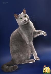 Импортный породистый русский голубой кот ищет кошек на вязки, Русская Голубая Кошка