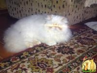 кот ждёт в гости кошечку, Персидская