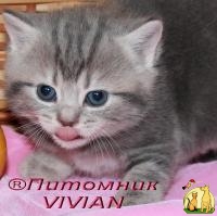 Британские котята  из питомника VIVIAN., Британская Короткошерстная Кошка