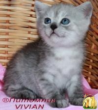 Британские котята  из питомника VIVIAN., Британская Короткошерстная Кошка