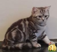 Британские котята редких окрасов, Британская Короткошерстная Кошка
