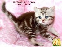 Британские котята шоколадный мрамор из питомника VIVIAN, Британская Короткошерстная Кошка