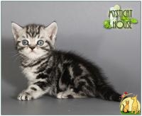 Британские котята серебристые мраморные, Британская Короткошерстная Кошка