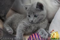 Продаются котята породы русская голубая, Русская Голубая Кошка