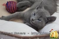 Продаются котята породы русская голубая, Русская Голубая Кошка