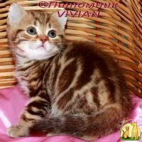 Британские котята шоколадный мрамор из питомника VIVIAN, Британская Короткошерстная Кошка